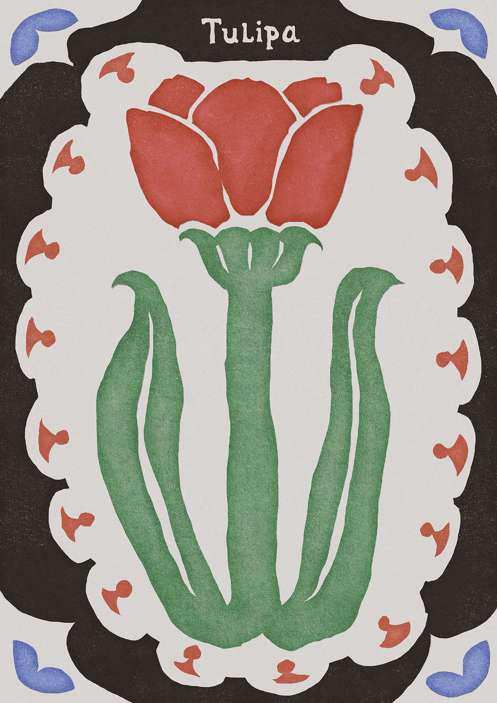 Tulipa
