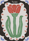Tulipa