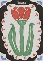 Tulipa