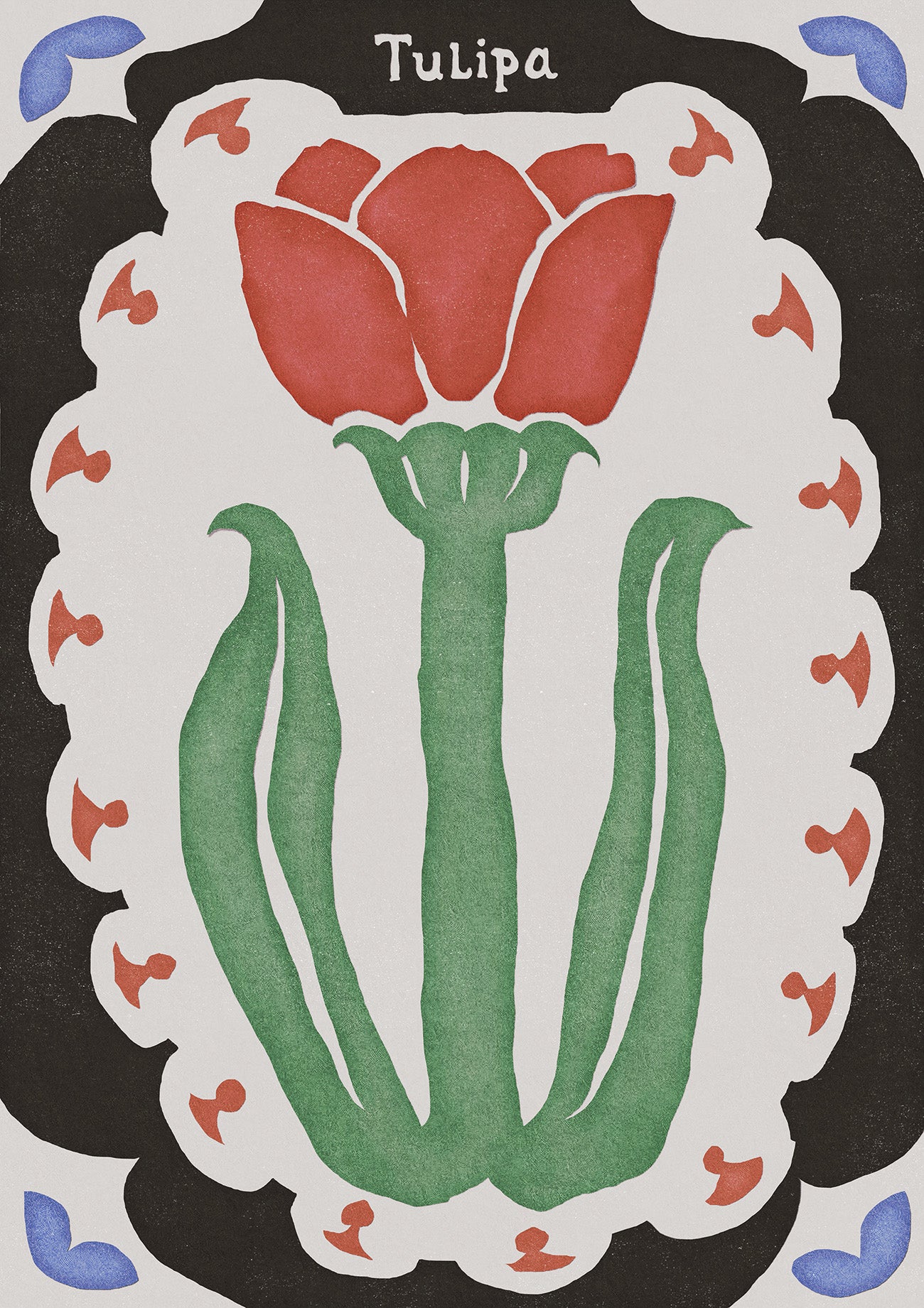Tulipa